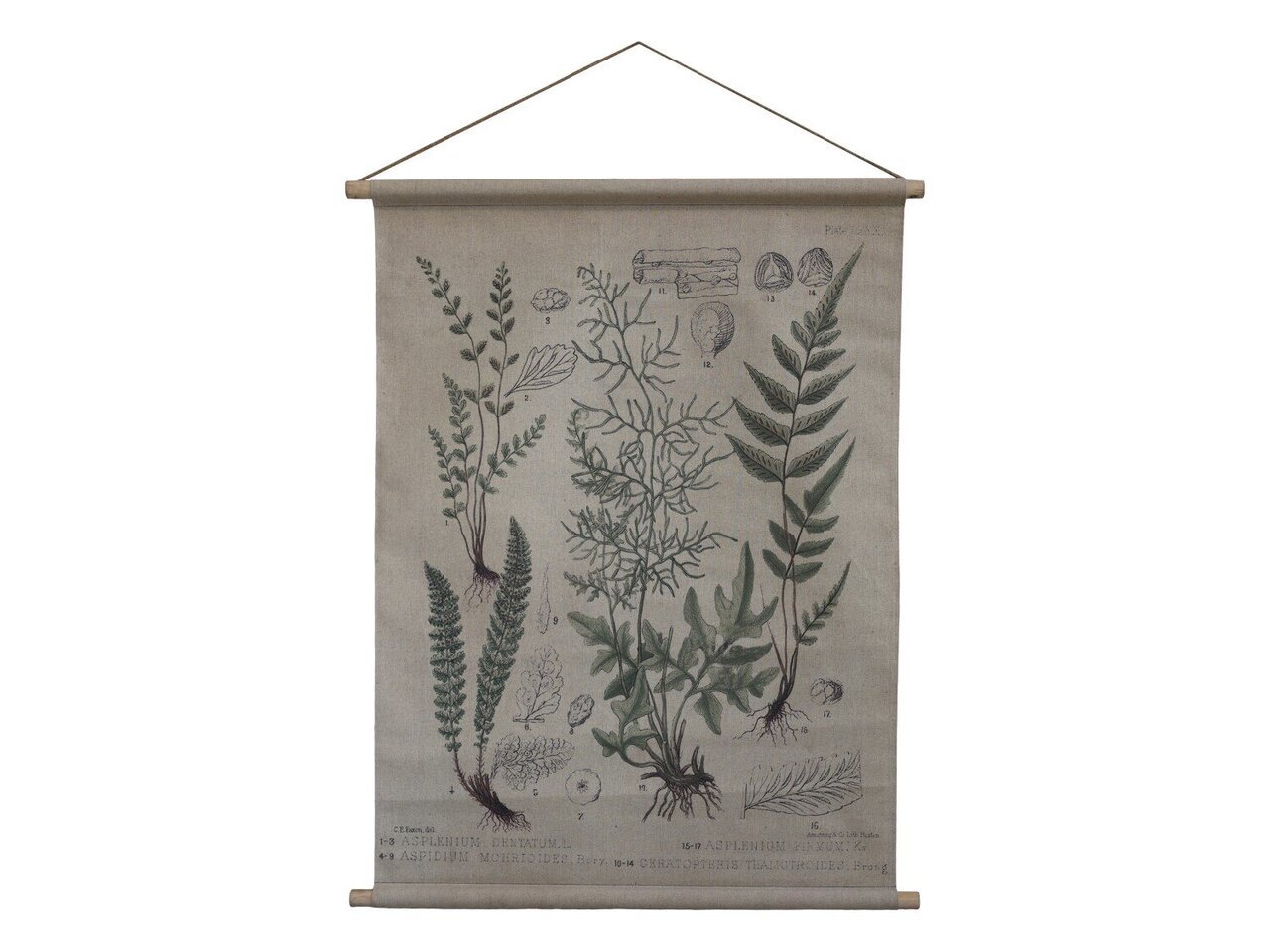 Chic Antique Leinwandbild zum Aufhängen mit Pflanzenmotiv Preview Image