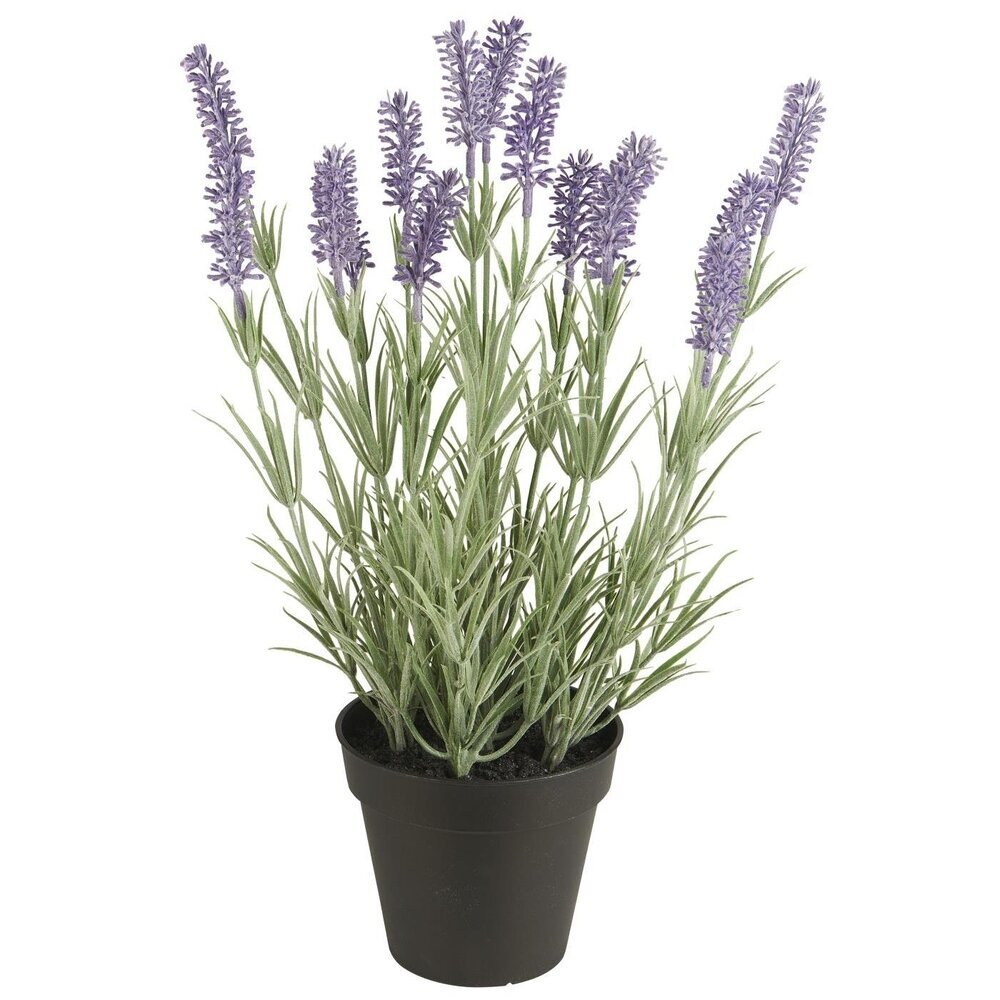 Lavendelpflanze in Topf