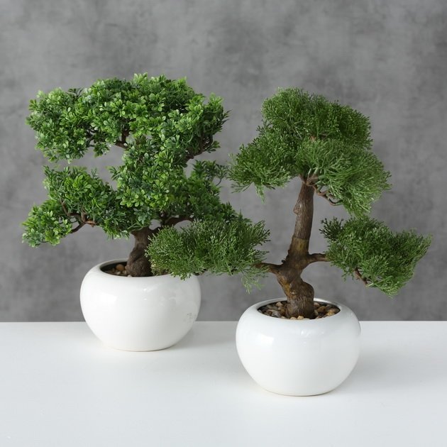  Topfpflanze Bonsai  2er Set von Boltze g nstig bestellen 