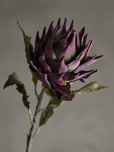 Impressionen zu Bloomingville Kunstblume Protea Stiel, Violett, Bild 1