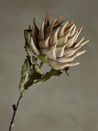 Impressionen zu Bloomingville Protea Stiel, Künstliche Blume, Bild 3