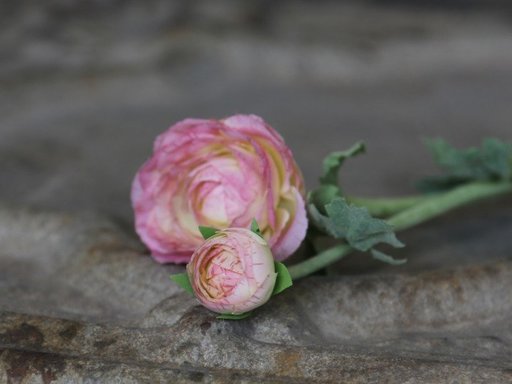 Impressionen zu Chic Antique Fleur Butterblume rosa, Bild 1