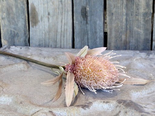 Impressionen zu Chic Antique Fleur Protea Blume, Bild 1