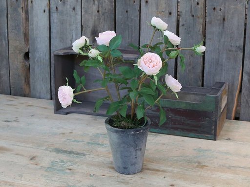Impressionen zu Chic Antique Fleur Rosenstrauch im Keramiktopf, Bild 2