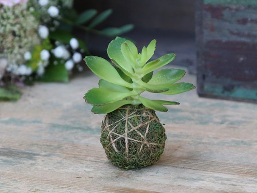 Impressionen zu Chic Antique Fleur Sukkulente mit Moos Ball, Bild 1