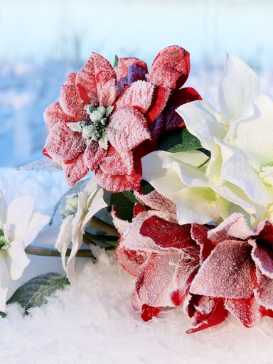 Impressionen zu Chic Antique Fleur Weihnachtsstern mit Schnee und Glitzer, Bild 2