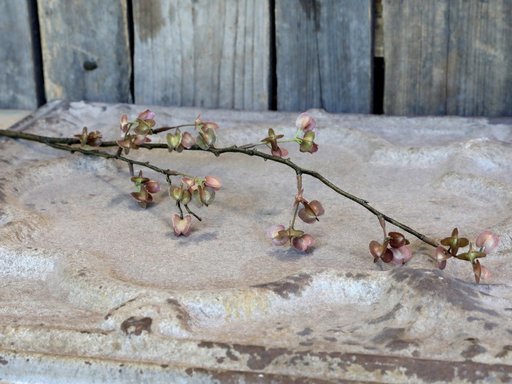 Impressionen zu Chic Antique Fleur Zweig mit altrosa Samenkapsel, Bild 1