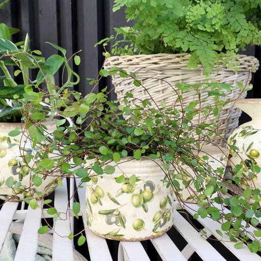 Impressionen zu Chic Antique Olive Übertopf mit Rand, Olivenmuster, Bild 3