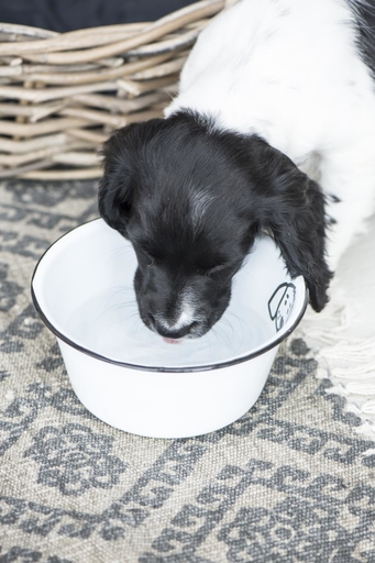 Impressionen zu IB Laursen Fressnapf für Hunde Emaille, Bild 2