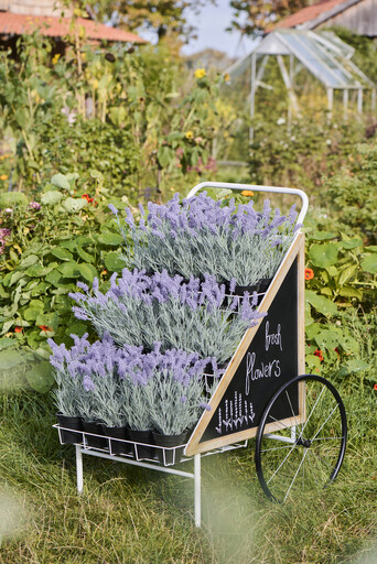 Impressionen zu IB Laursen Displaywagen, Blumenwagen auf Rädern, Bild 1