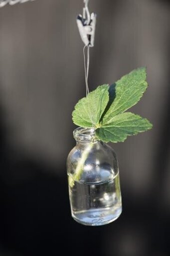Impressionen zu IB Laursen Flasche mini für Blumen zum Aufhängen, Bild 4