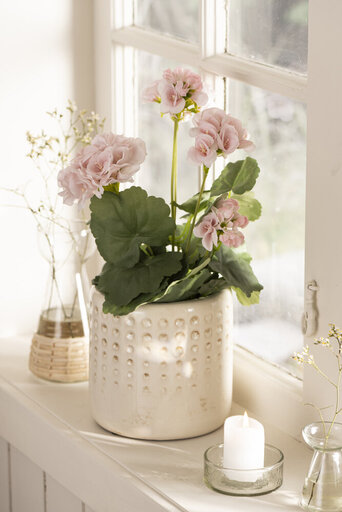 Impressionen zu IB Laursen Geranie in Topf rosa Blumen, Bild 1
