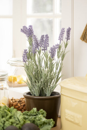 Impressionen zu IB Laursen Lavendelpflanze in Topf, Bild 2