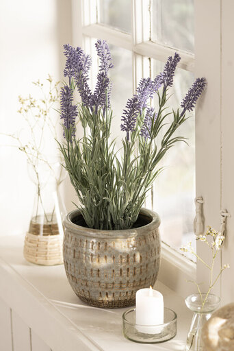 Impressionen zu IB Laursen Lavendelpflanze in Topf, Bild 3
